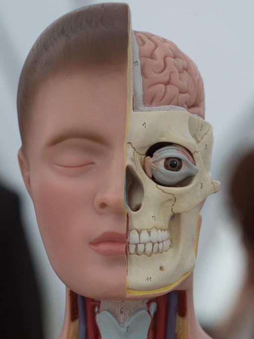 Ein Anatomiekörper und der Blick auf Teile des Gehirnmodells