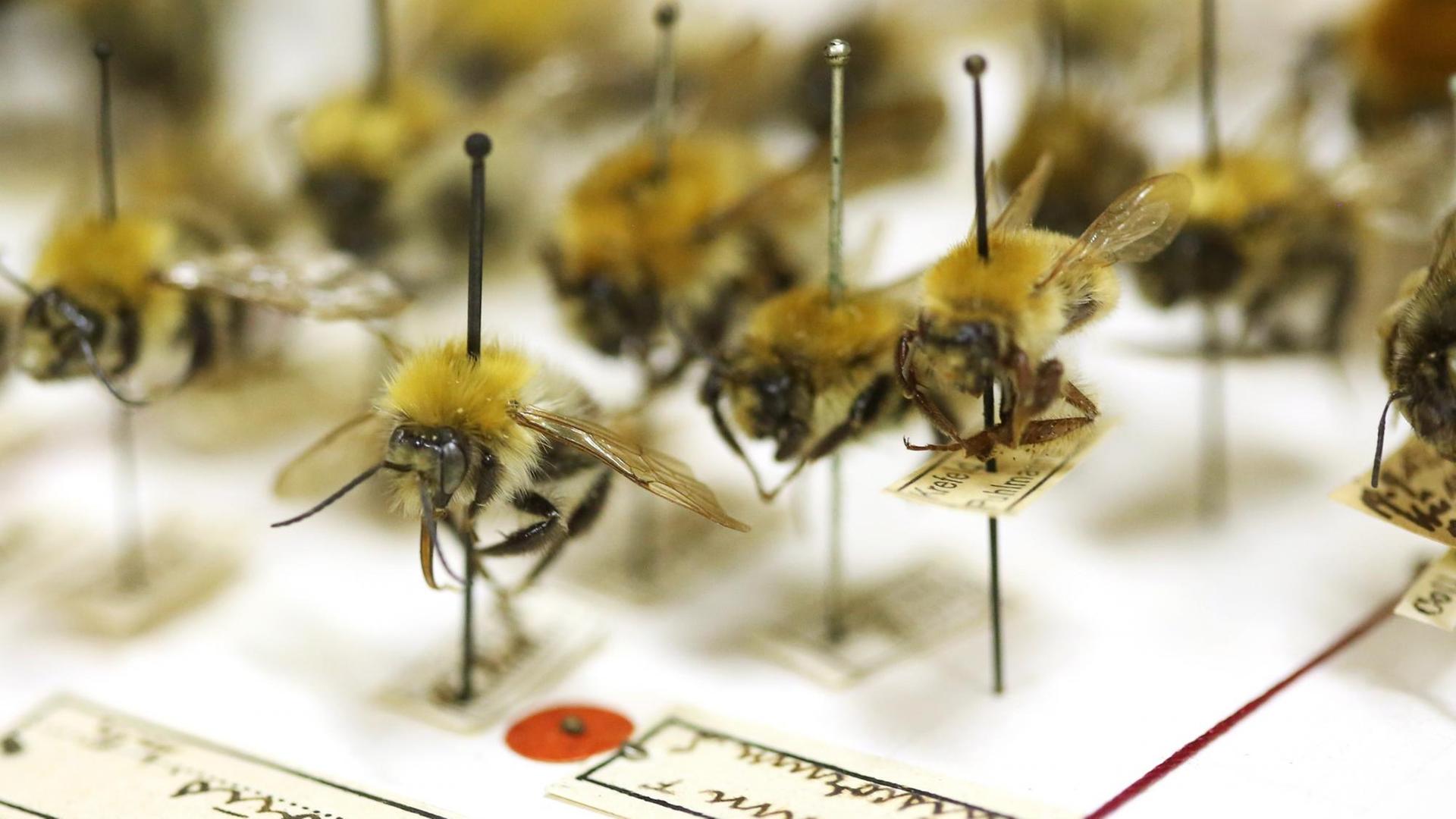 Hummeln sind im Insektenarchiv des Entomologischen Vereins Krefeld auf Nadeln fixiert. Im Entomologischen Verein entstand eine Studie, die weltweit Aufsehen erregt hat. Die Kernaussage: Die Zahl der Insekten ist in Teilen Deutschlands erheblich zurückgegangen. Hummeln sind im Insektenarchiv des Entomologischen Vereins Krefeld auf Nadeln fixiert. Im Entomologischen Verein entstand eine Studie, die weltweit Aufsehen erregt hat. Die Kernaussage: Die Zahl der Insekten ist in Teilen Deutschlands erheblich zurückgegangen.