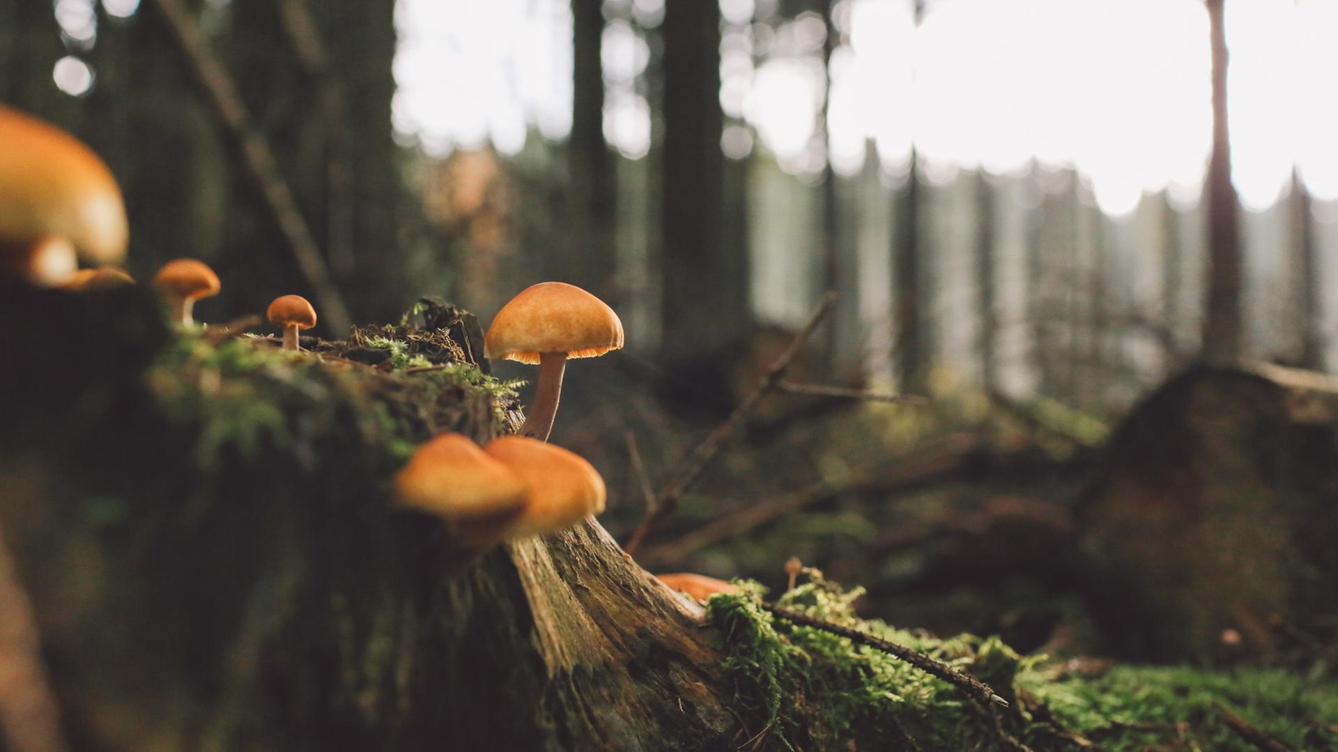 Hinter einem Streitfall um einen Zaun im Wald geht es am Ende um Pilze und Morde. Hinter einem Streitfall um einen Zaun im Wald geht es am Ende um Pilze und Morde.