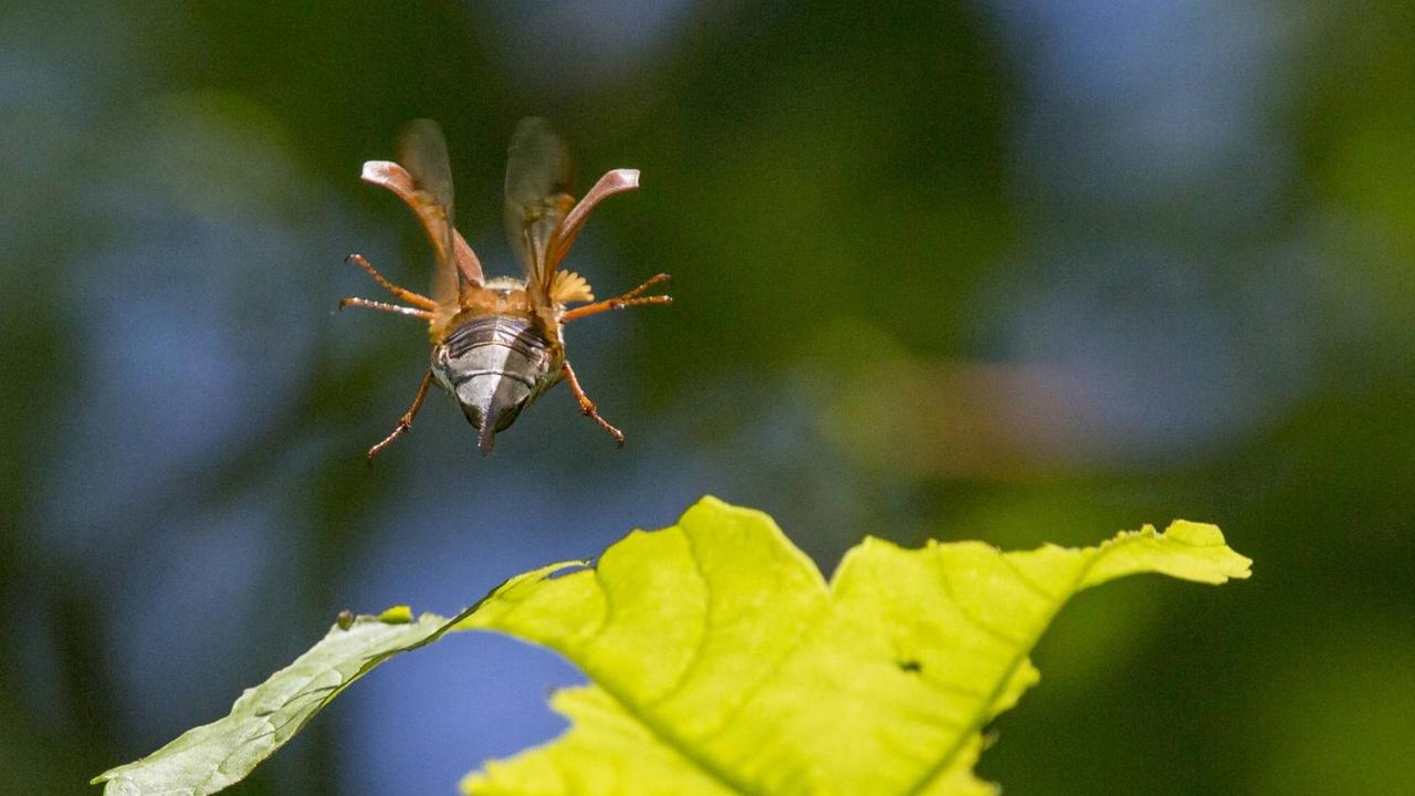 Ein Maikäfer (Feldmaikäfer, Melolontha melolontha), fliegt zu einem Ahornblatt.