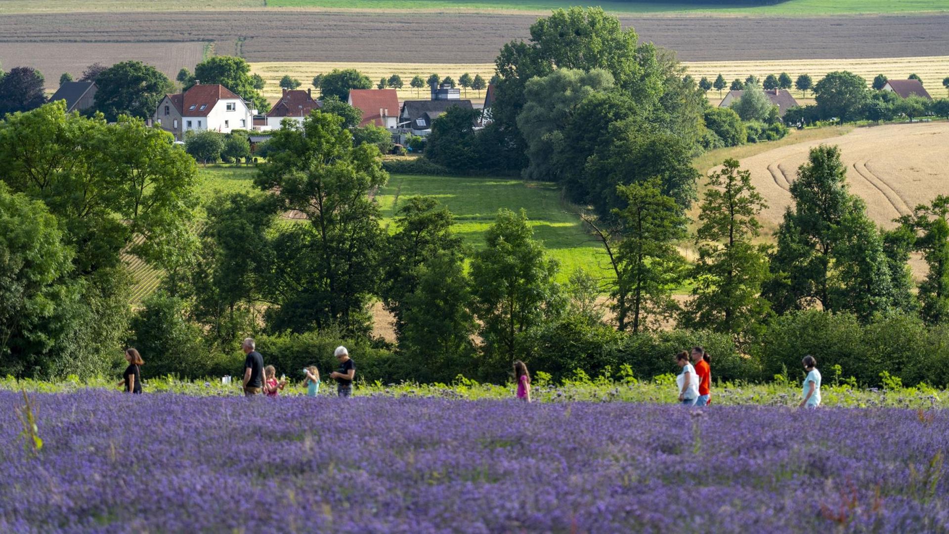 Menschen laufen einem Lavendelfeld entlang.