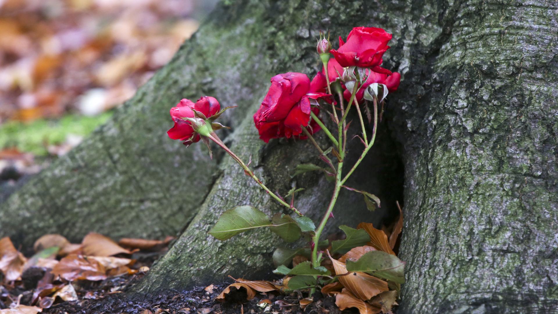 Rosen sind als Grabschmuck "RuheForst" am Schweriner See in der Nähe an der Wurzel einens Laubbaums zu sehen. Rosen sind als Grabschmuck "RuheForst" am Schweriner See in der Nähe an der Wurzel einens Laubbaums zu sehen.