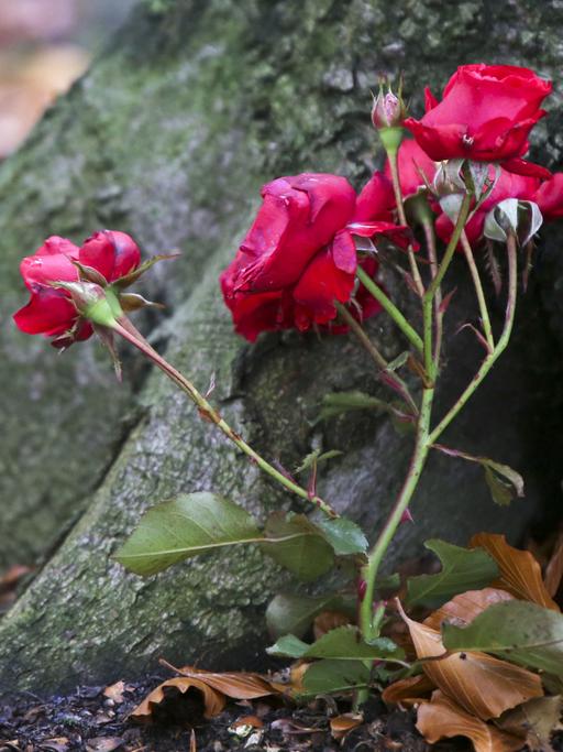 Rosen sind als Grabschmuck "RuheForst" am Schweriner See in der Nähe an der Wurzel einens Laubbaums zu sehen.