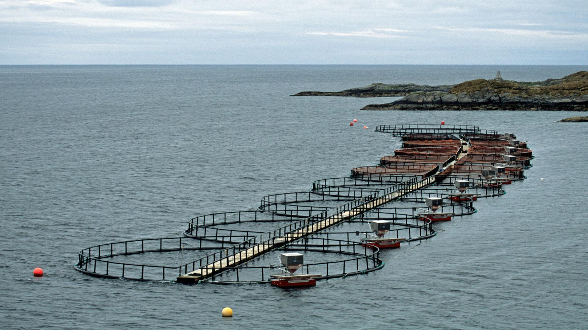 Die Bauten einer Lachsfarm vor der Küste einer Lofoten-Insel. Die Bauten einer Lachsfarm vor der Küste einer Lofoten-Insel.