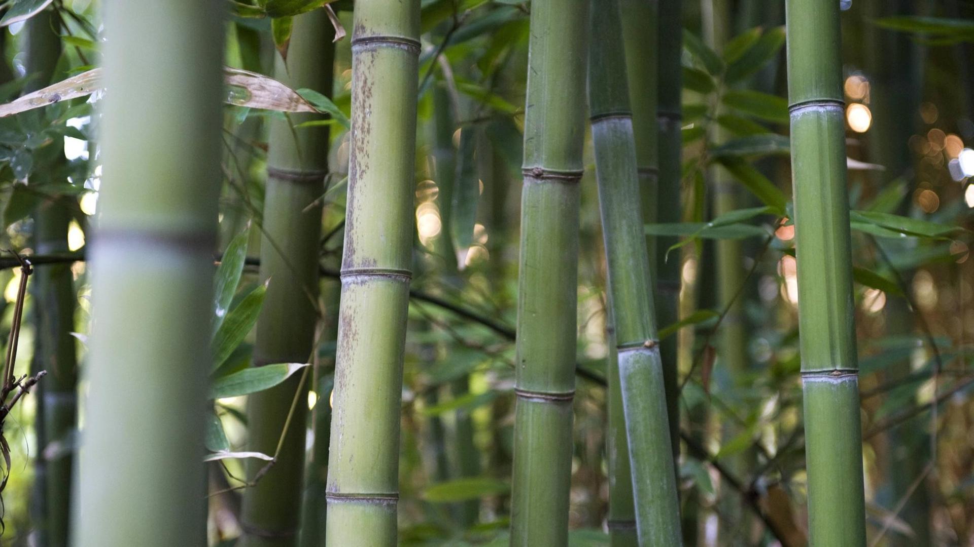 Bamboo stalks, close-up PUBLICATIONxINxGERxSUIxAUTxONLY Copyright: JérômexGorin B26429613