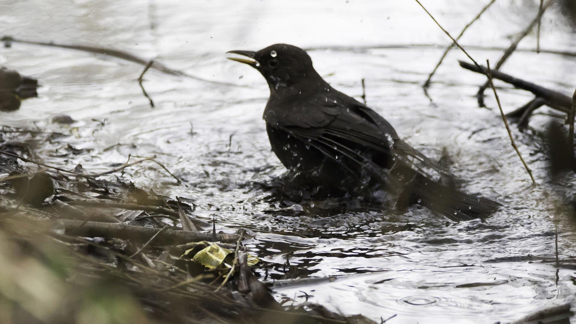 Eine Amsel badet. Eine Amsel badet.