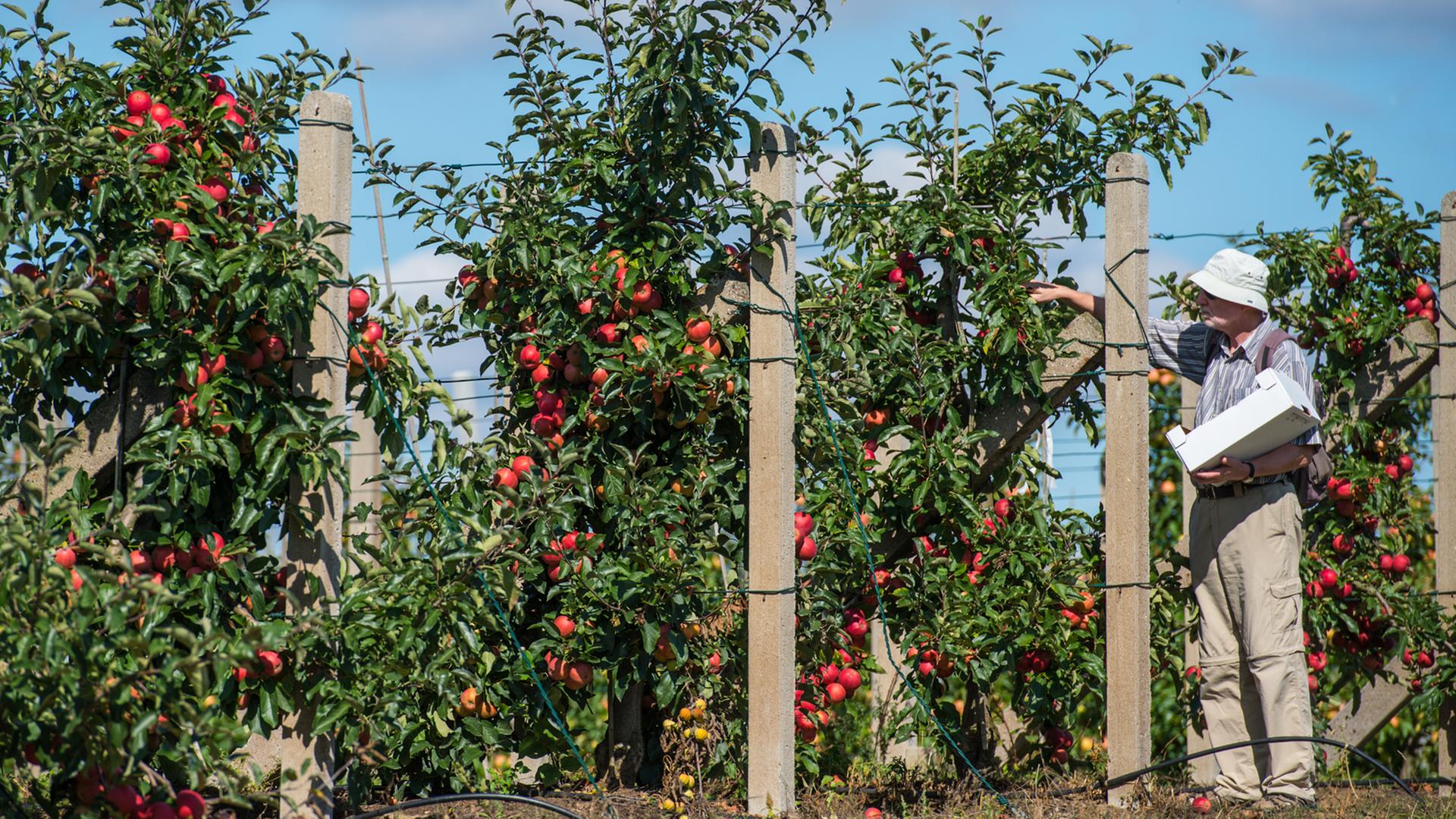Ein Besucher pflückt am 06.09.2016 Äpfel in einer Plantage der Obstbauversuchsstation in Müncheberg (Brandenburg). Ein Besucher pflückt am 06.09.2016 Äpfel in einer Plantage der Obstbauversuchsstation in Müncheberg (Brandenburg).