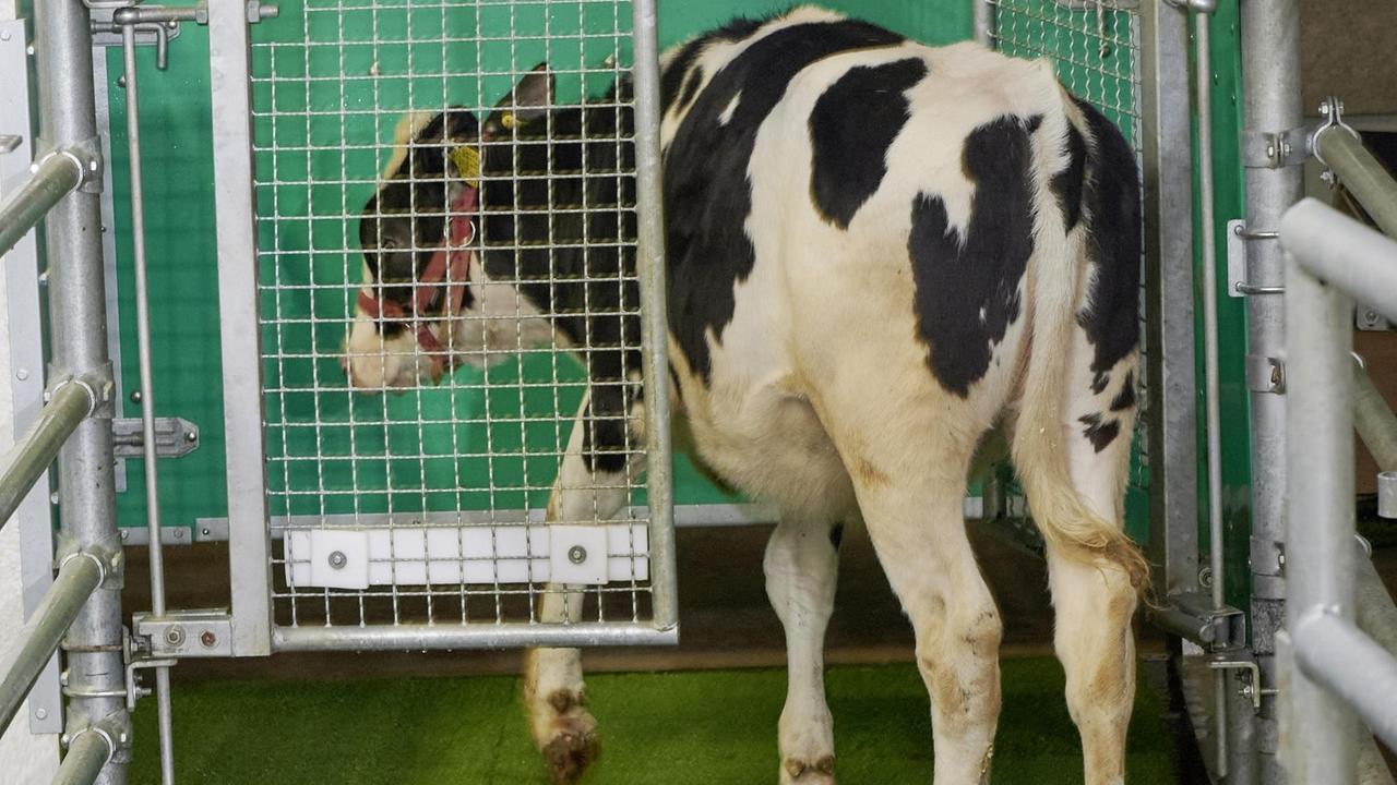 Ein Kalb nutzt eine spezielle Latrine und erhält dort auch direkt eine kleine Belohnung Ein Kalb nutzt eine spezielle Latrine und erhält dort auch direkt eine kleine Belohnung