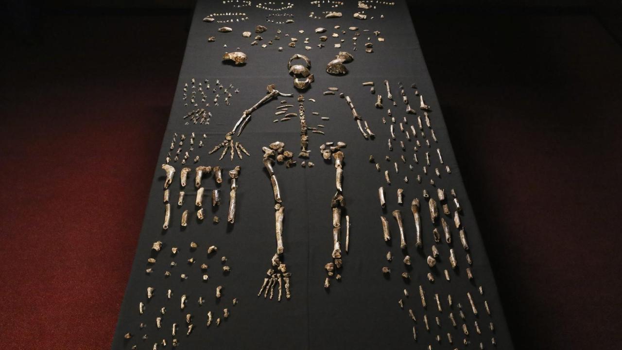 Das Skelett eines Homo naledi ist an der Wits-Universität in Johannesburg ausgelegt Das Skelett eines Homo naledi ist an der Wits-Universität in Johannesburg ausgelegt
