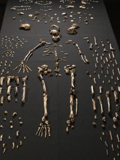 Das Skelett eines Homo naledi ist an der Wits-Universität in Johannesburg ausgelegt