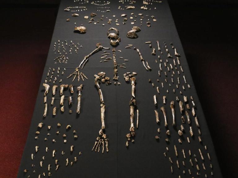 Das Skelett eines Homo naledi ist an der Witwatersrand-Universität in Johannesburg ausgelegt