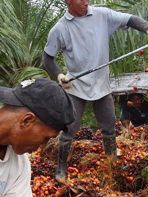Zwei Arbeiter ernten die Früchte der Ölpalme.