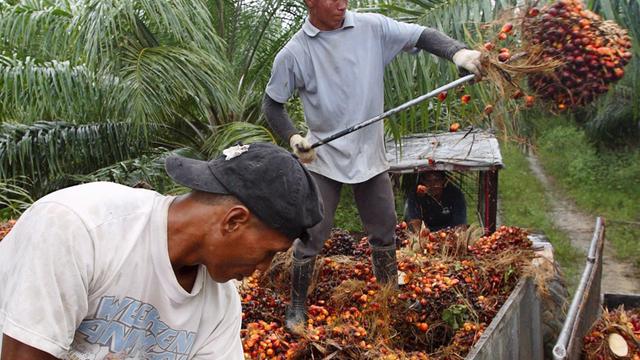 Zwei Arbeiter ernten die Früchte der Ölpalme.