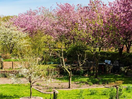 Japanische Kirschbüten in einer Kleingartenanlage in Kiel.