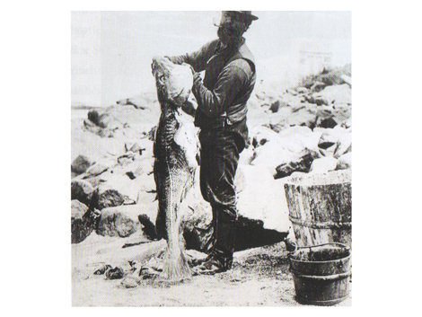 Fischer aus Maine mit kapitalem Kabeljau.