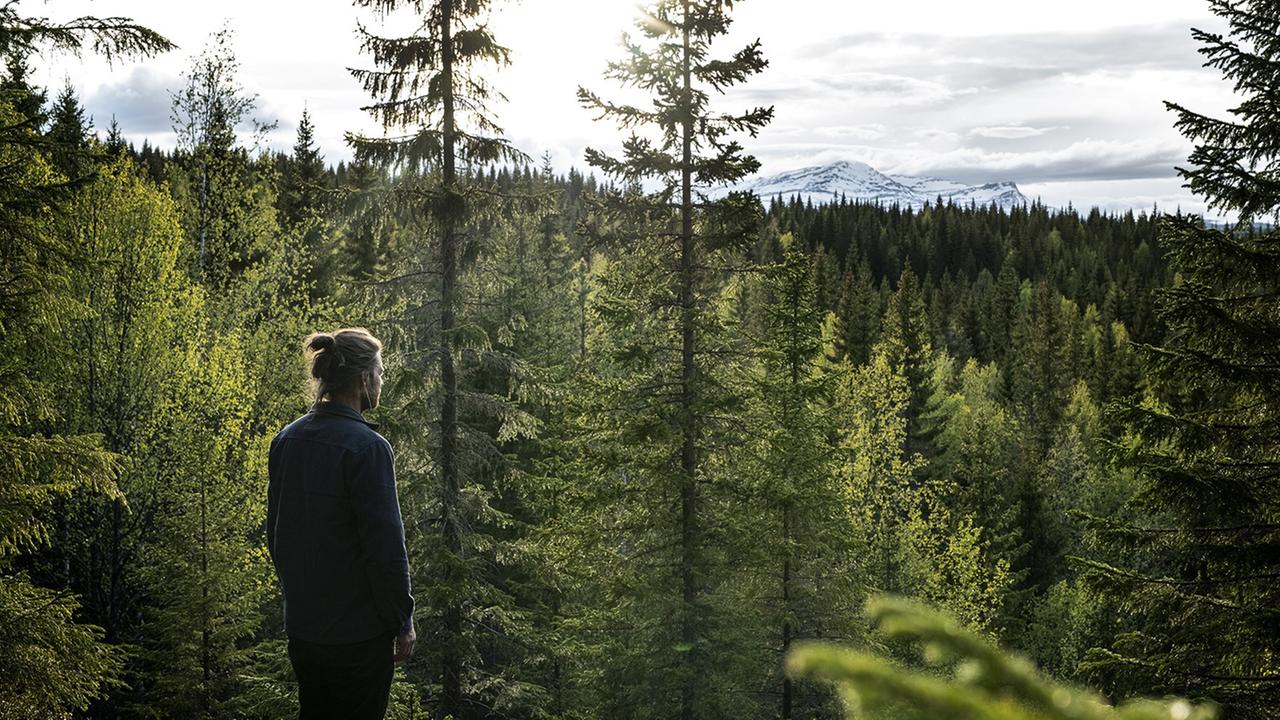 Markus Torgeby blickt von einem Aussichtspunkt über die Baumwipfel eines Waldes.