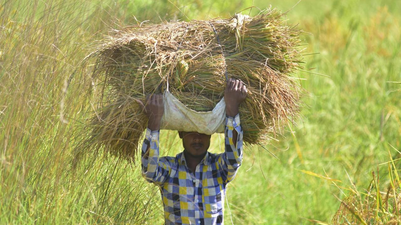 Ein indischer Framer trägt seine Ernte auf dem Kopf.