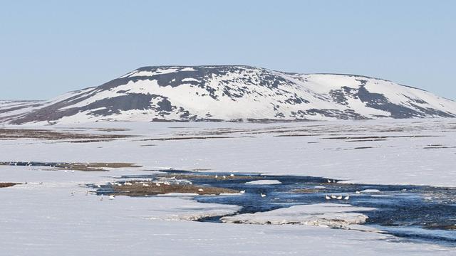 Russische Arktis, Wrangel Island. Ein mit Schnee bedeckter Berg, davor einige Schneegänse auf dem Wasser.