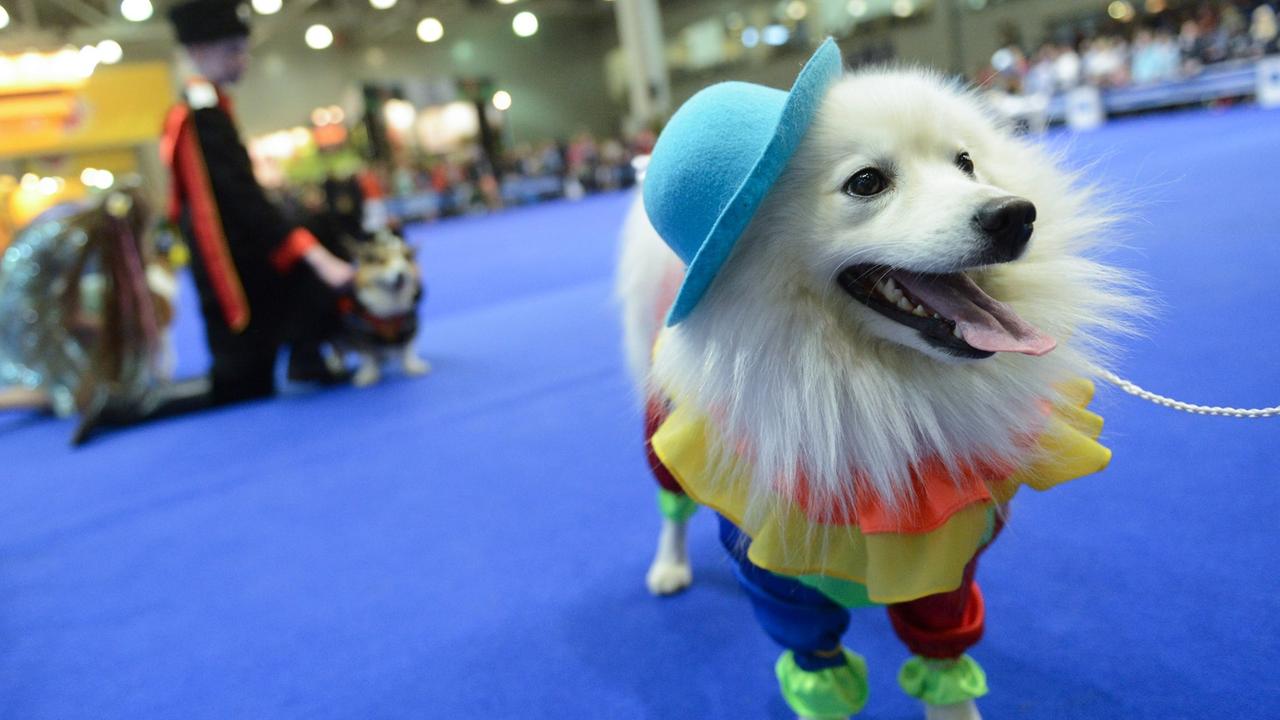 Kostümierter Hund bei internationaler Hunde-Show "Eurasia - 2015" Kostümierter Hund bei internationaler Hunde-Show "Eurasia - 2015"