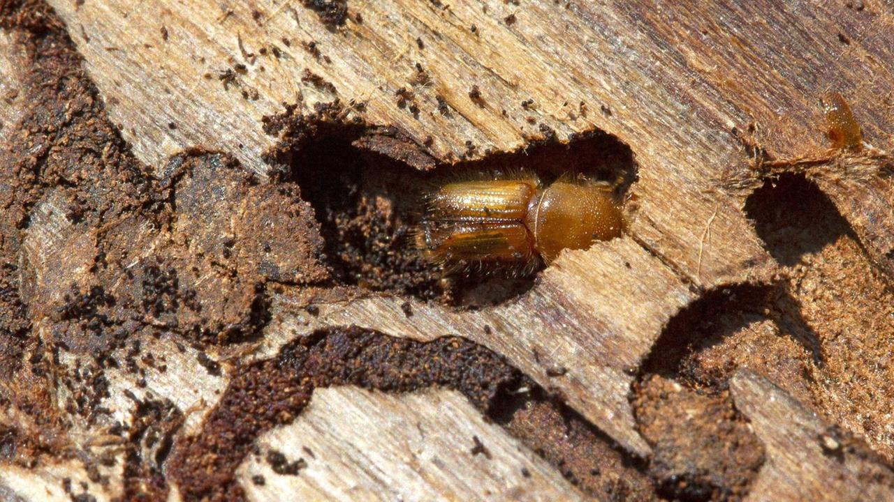 Ein Borkenkäfer frisst sich durch das Holz eines Baumstamms. Ein Borkenkäfer frisst sich durch das Holz eines Baumstamms.