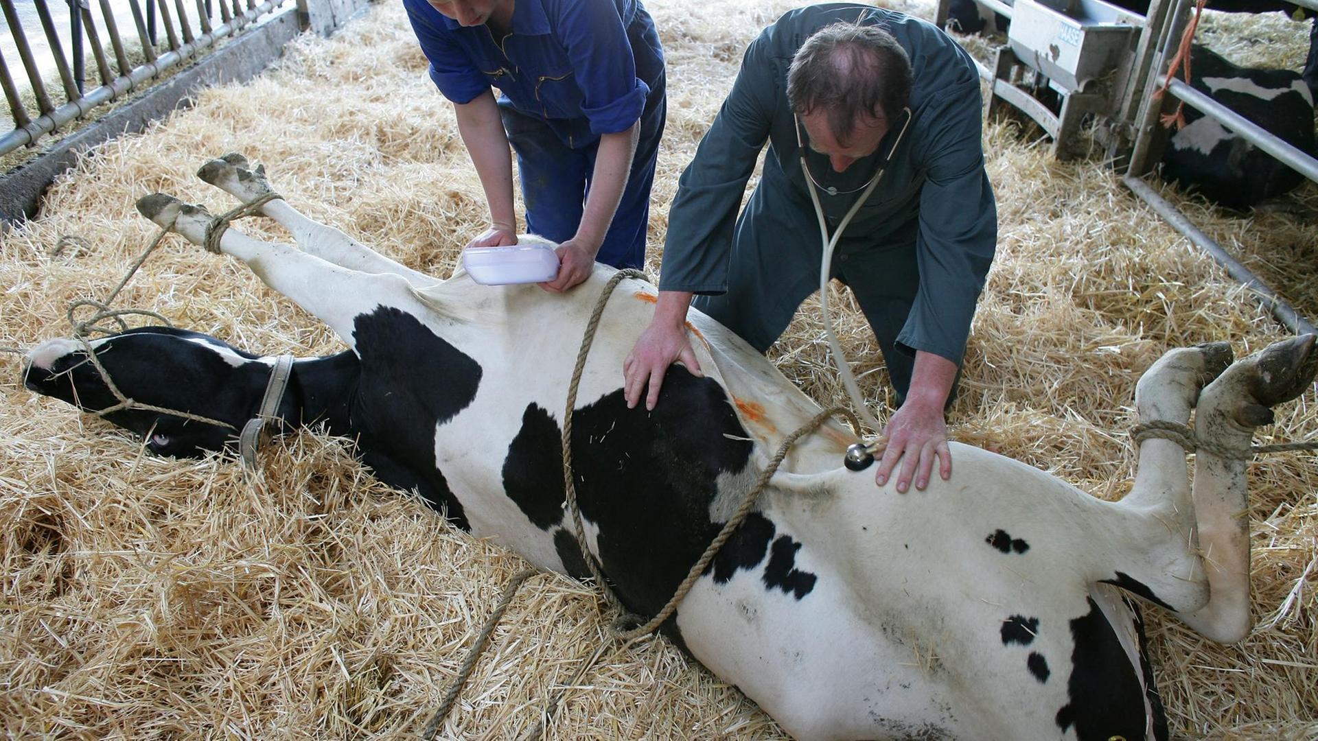 In einem Stall der Tierzucht Gut Heinersdorf GbR im brandenburgischen Heinersdorf (Oder-Spree) behandelt der Tierarzt Michael Bredow zusammen mit einem Mitarbeiter eine kranke Kuh In einem Stall der Tierzucht Gut Heinersdorf GbR im brandenburgischen Heinersdorf (Oder-Spree) behandelt der Tierarzt Michael Bredow zusammen mit einem Mitarbeiter eine kranke Kuh