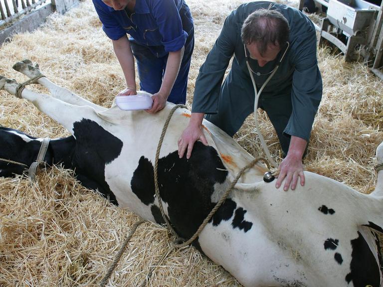 In einem Stall der Tierzucht Gut Heinersdorf GbR im brandenburgischen Heinersdorf (Oder-Spree) behandelt der Tierarzt Michael Bredow zusammen mit einem Mitarbeiter eine kranke Kuh
