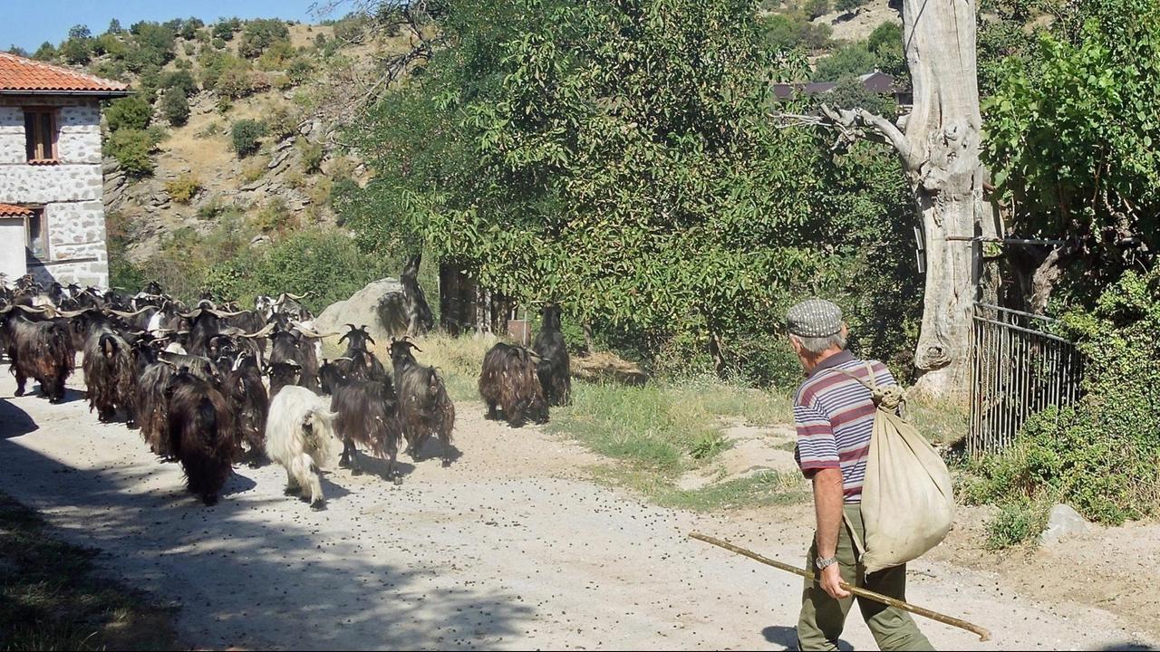 Eine Ziegenherde mit Hirte am Ortseingang von Vlahi, einem verfallenden Dorf in der Kresna-Schlucht Eine Ziegenherde mit Hirte am Ortseingang von Vlahi, einem verfallenden Dorf in der Kresna-Schlucht