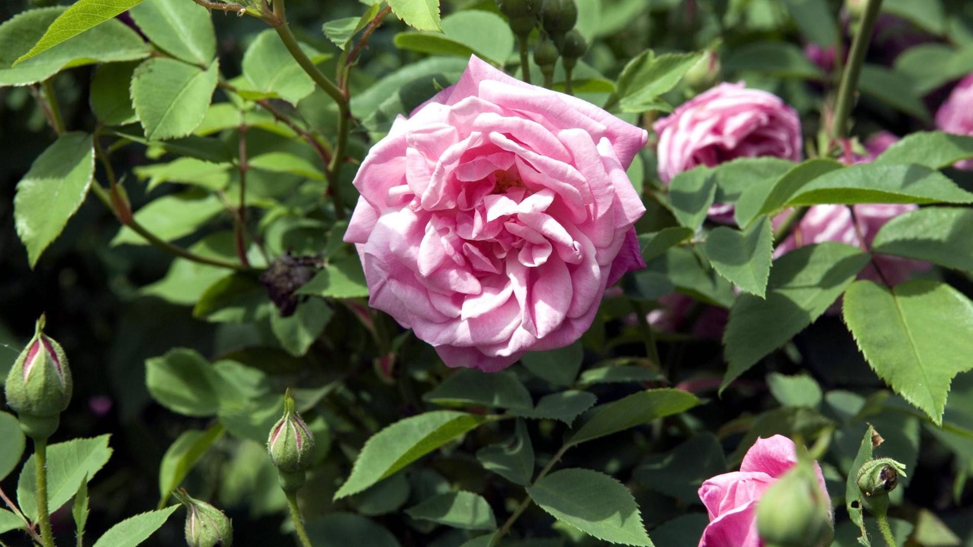 Sie sehen eine chinesische Rose. Sie sehen eine chinesische Rose.