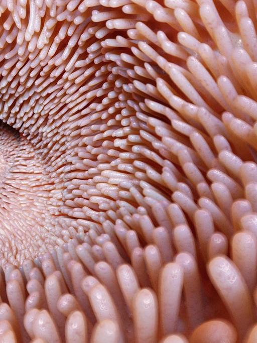 Das Innere eines Darms in Großaufnahme: Gut zu erkennen sind die einzelnen Darmzotten, die wie Lamellen ins Innere reichen.