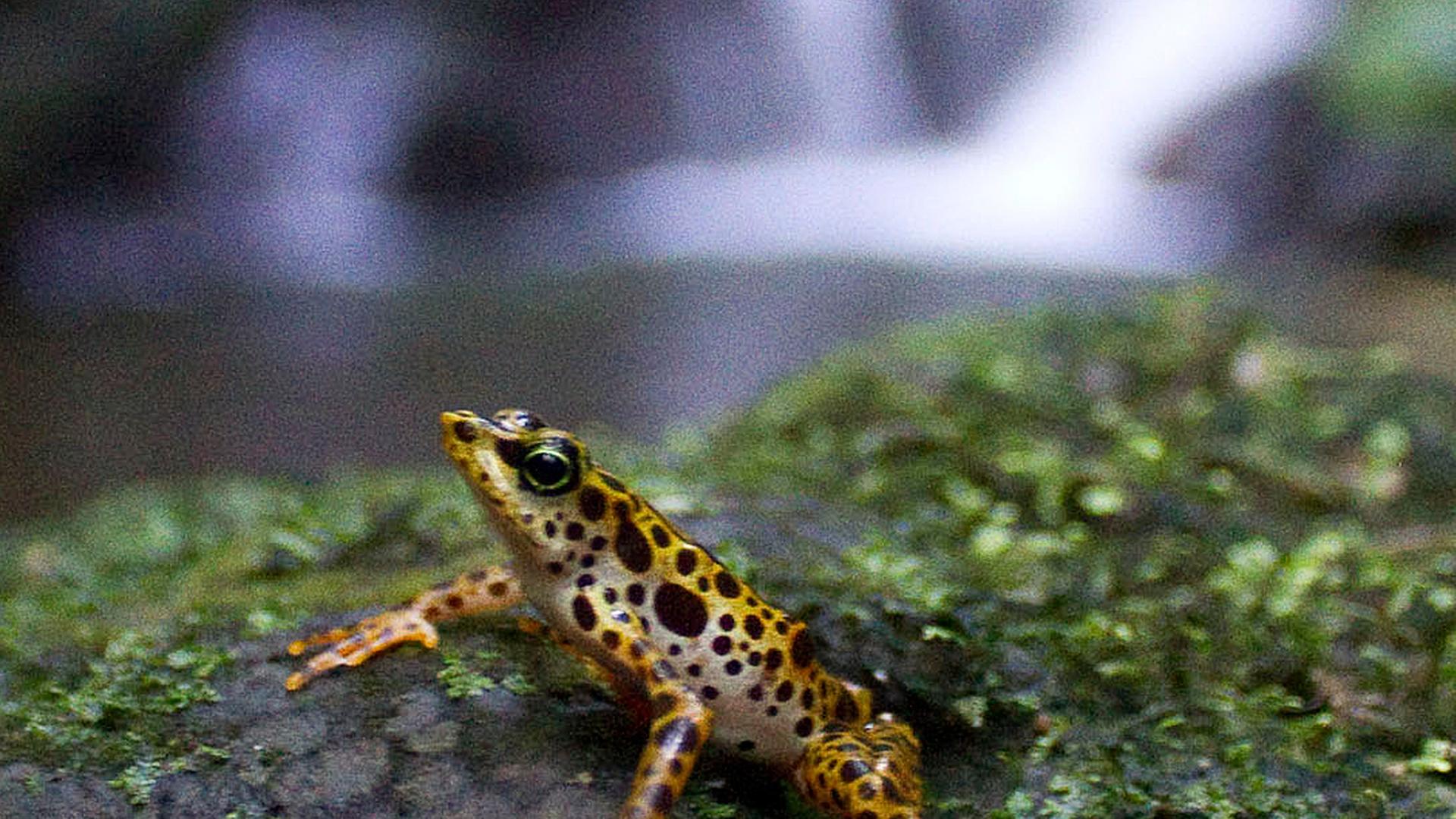 Auch diese in Panama beheimatete Froschart ist durch den Chytrid-Pilz bedroht. Auch diese in Panama beheimatete Froschart ist durch den Chytrid-Pilz bedroht.