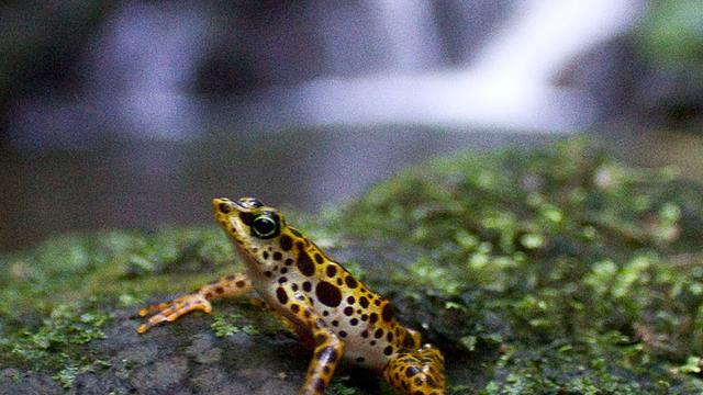 Auch diese in Panama beheimatete Froschart ist durch den Chytrid-Pilz bedroht.