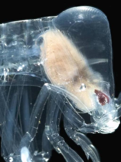 Ein Tiefseeflohkrebs lebt in den tiefen Gewässern des atlantischen Ozeans und wird oft mit den Salpidaen assoziiert.