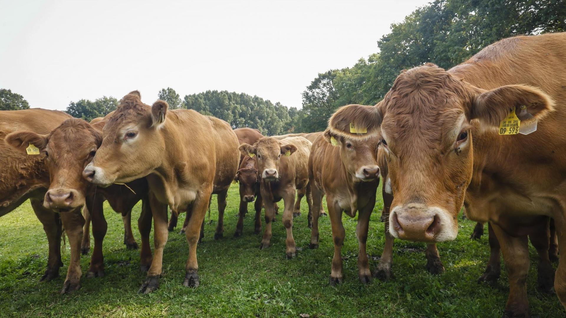 Braune Limousin-Rinder auf einem Ökohof stehen auf der Weide.