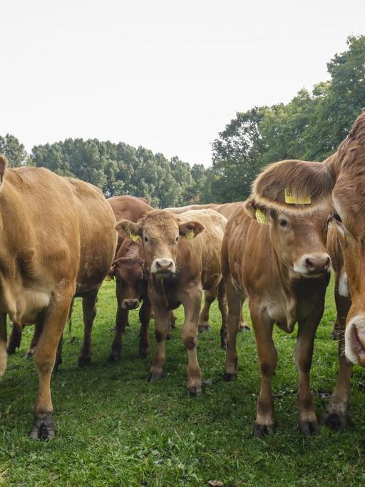 Braune Limousin-Rinder auf einem Ökohof stehen auf der Weide.