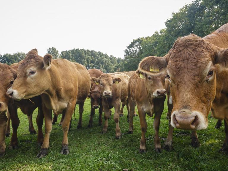 Braune Limousin-Rinder auf einem Ökohof stehen auf der Weide.