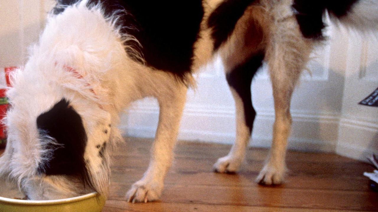 Ein Hund steckt das Maul in seinen Futternapf.