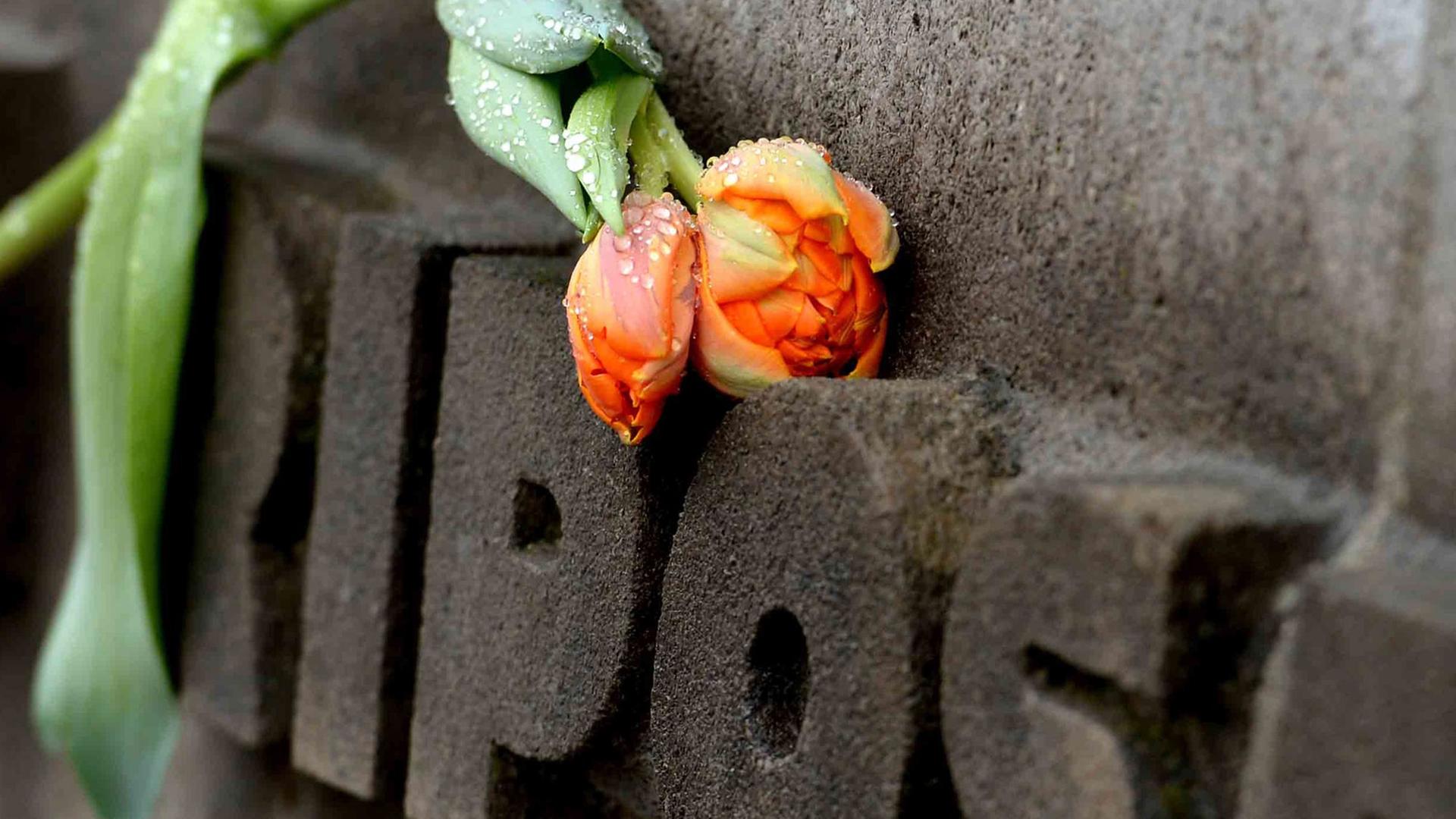 Eine Blume liegt auf einem Grab auf dem Gelände des ehemaligen Konzentrationslagers in Bergen-Belsen (Niedersachsen) Eine Blume liegt auf einem Grab auf dem Gelände des ehemaligen Konzentrationslagers in Bergen-Belsen (Niedersachsen)