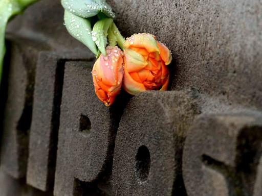 Das Bild zeigt eine Blume, die auf einem Grab auf dem Gelände des ehemaligen Konzentrationslagers in Bergen-Belsen liegt.