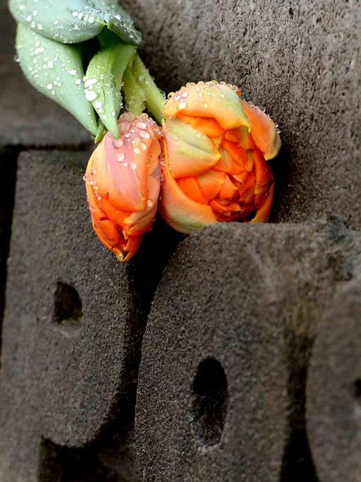 Eine Blume liegt auf einem Grab auf dem Gelände des ehemaligen Konzentrationslagers in Bergen-Belsen (Niedersachsen)