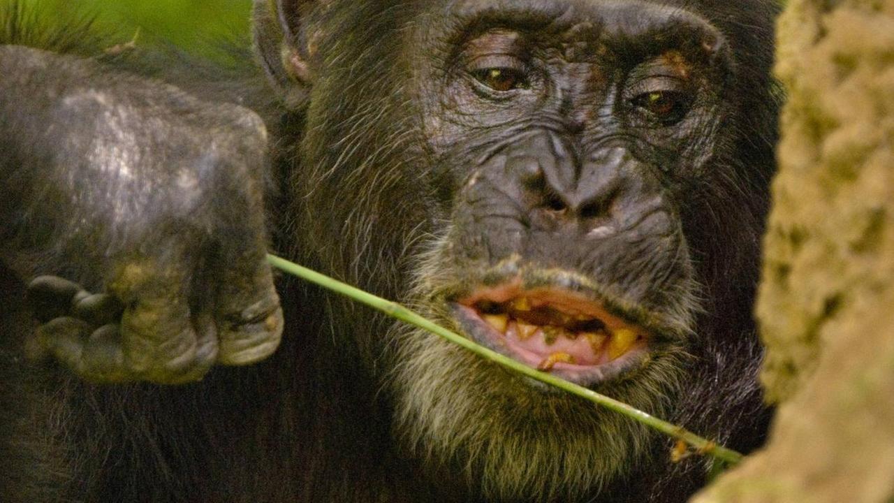 Ein männlicher Schimpanse im Senegal fischt nach Termiten Ein männlicher Schimpanse im Senegal fischt nach Termiten