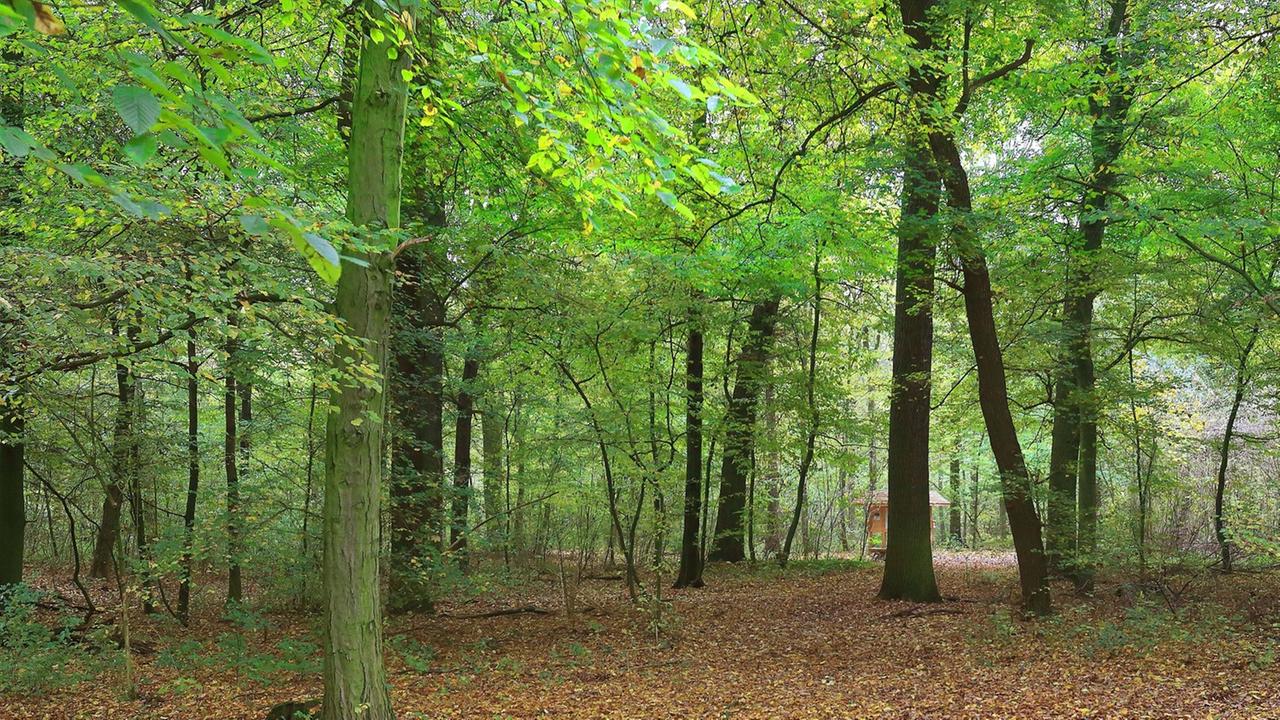 Der Friedwald in Schönebeck/Elbe (Sachsen-Anhalt). Rund 26 Hektar Wald stehen auf dem ostelbischen Gelände für Bestattungen zur Verfügung.