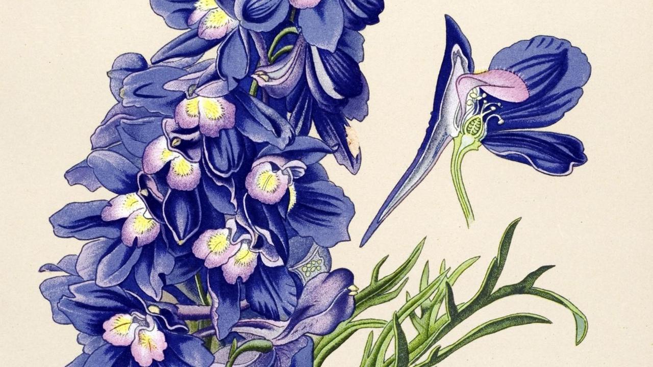 Historische Illustration des großblumigen Rittersporns (Delphinium grandiflorum), eine Giftpflanze. Historische Illustration des großblumigen Rittersporns (Delphinium grandiflorum), eine Giftpflanze.