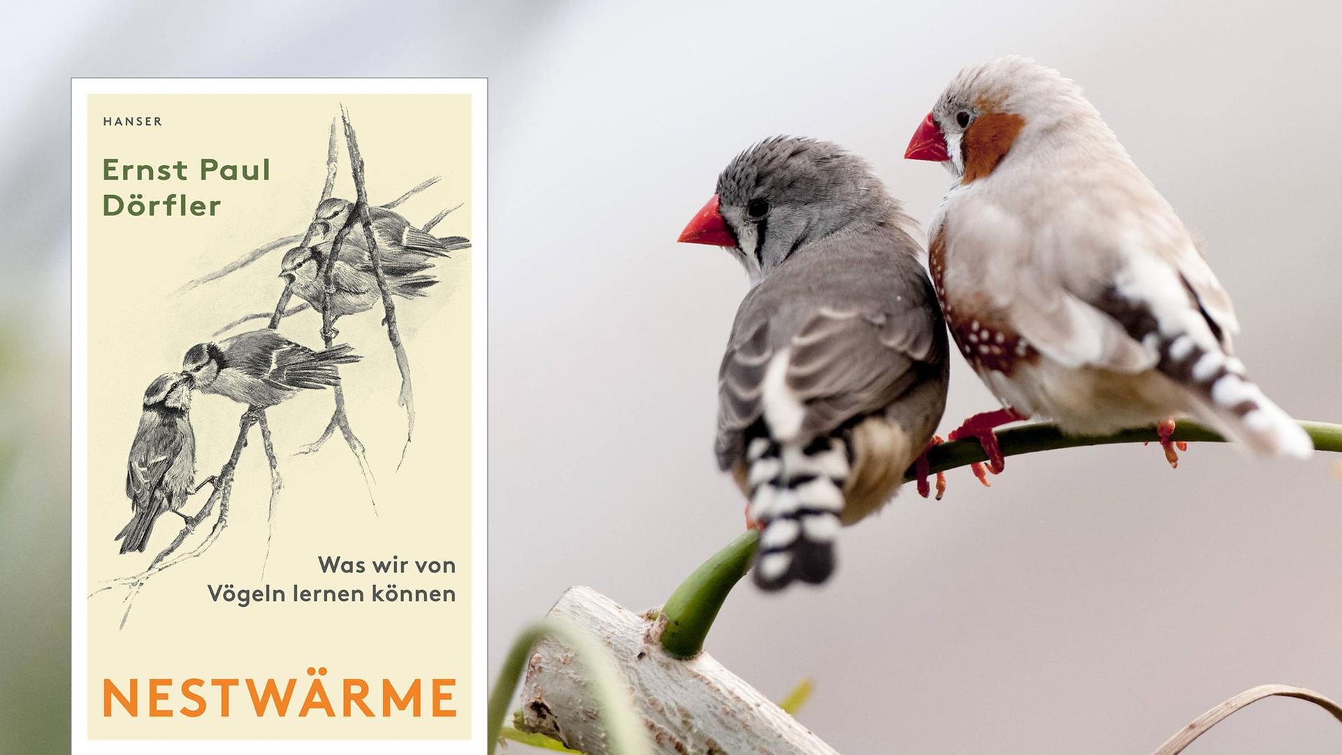 "Nestwärme" von Ernst Paul Dörfler "Nestwärme" von Ernst Paul Dörfler