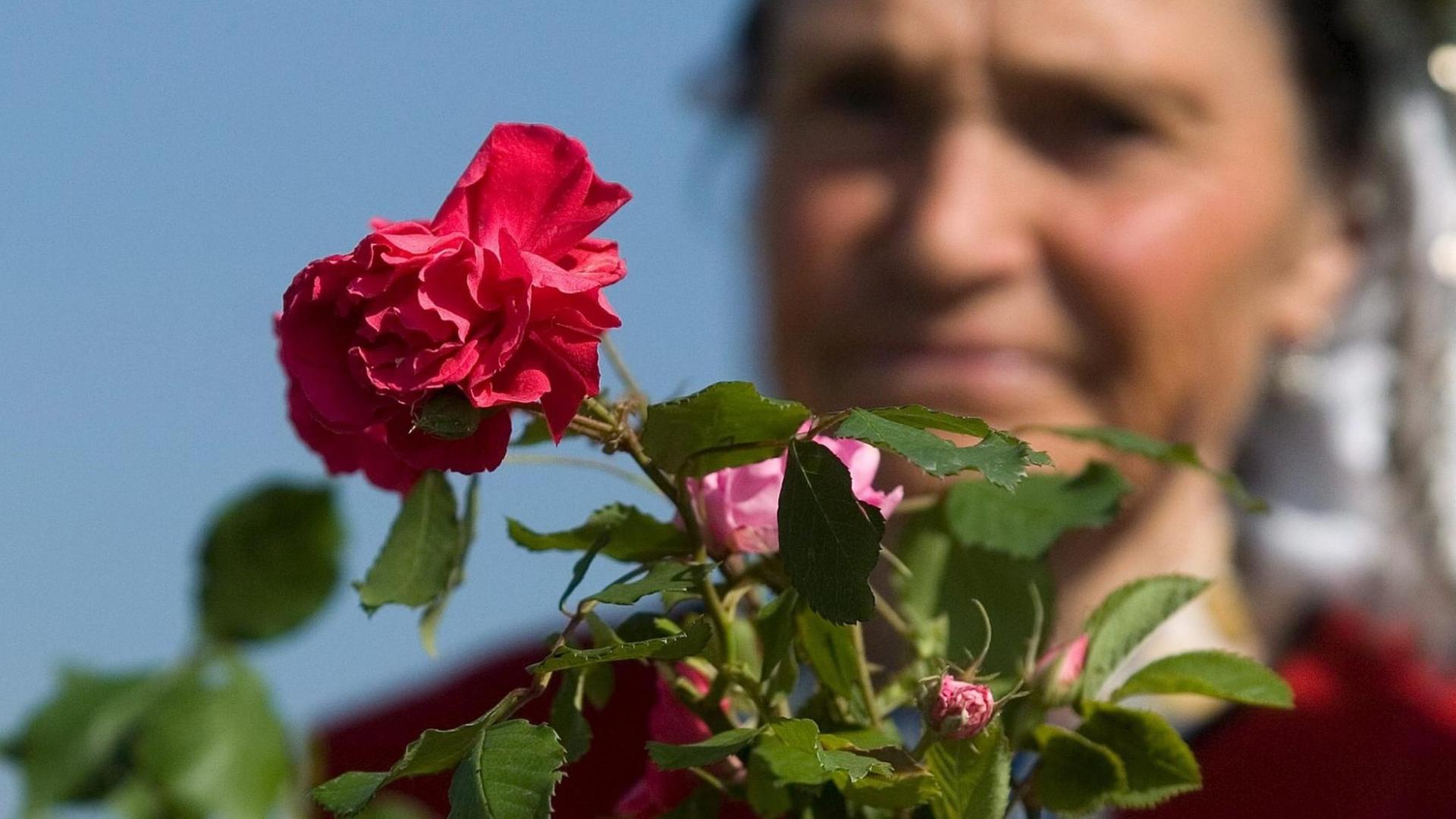 Rosenernte in Bulgarien: Bulgarien zählt zu den bedeutendsten Rosenöl-Lieferanten der Welt. Seit mehr als 300 Jahren wird das Duftöl hier destilliert. Rosenernte in Bulgarien: Bulgarien zählt zu den bedeutendsten Rosenöl-Lieferanten der Welt. Seit mehr als 300 Jahren wird das Duftöl hier destilliert.