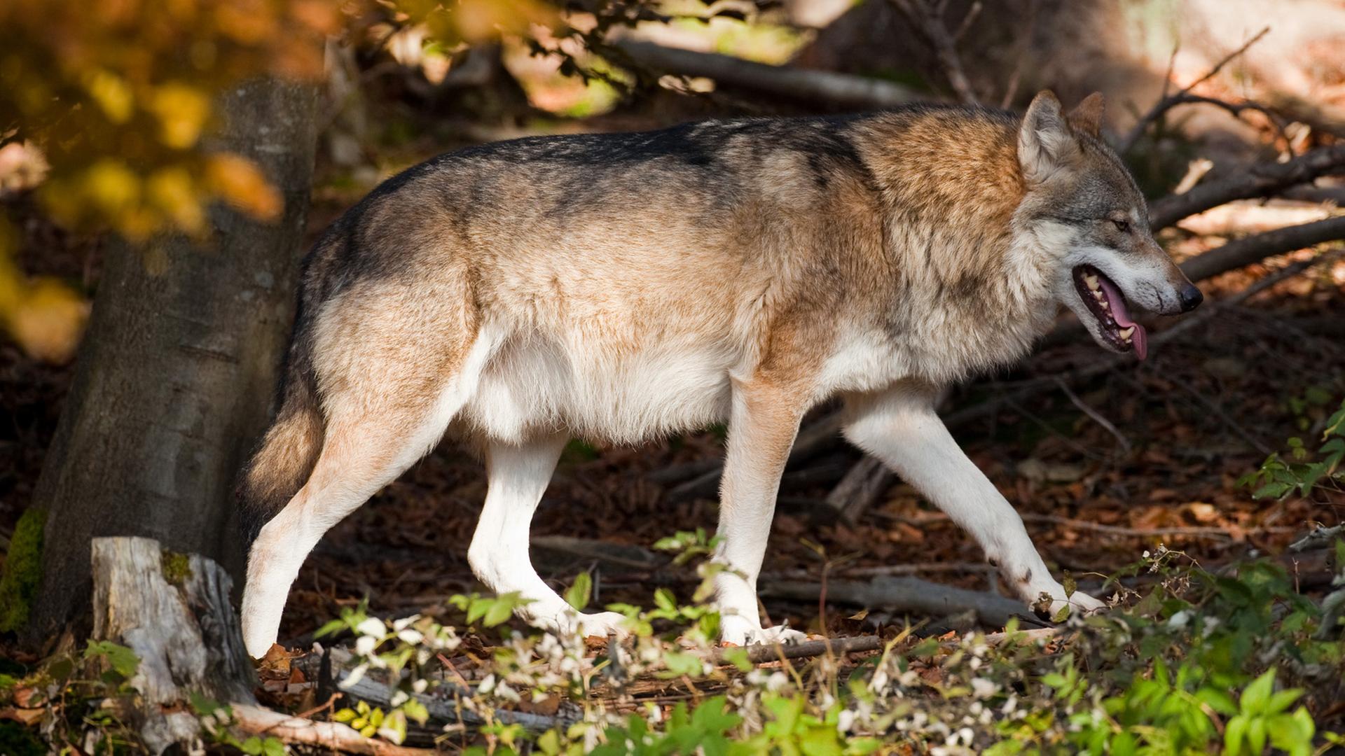 Ein Wolf in Nationalpark Bayrischer Wald.
