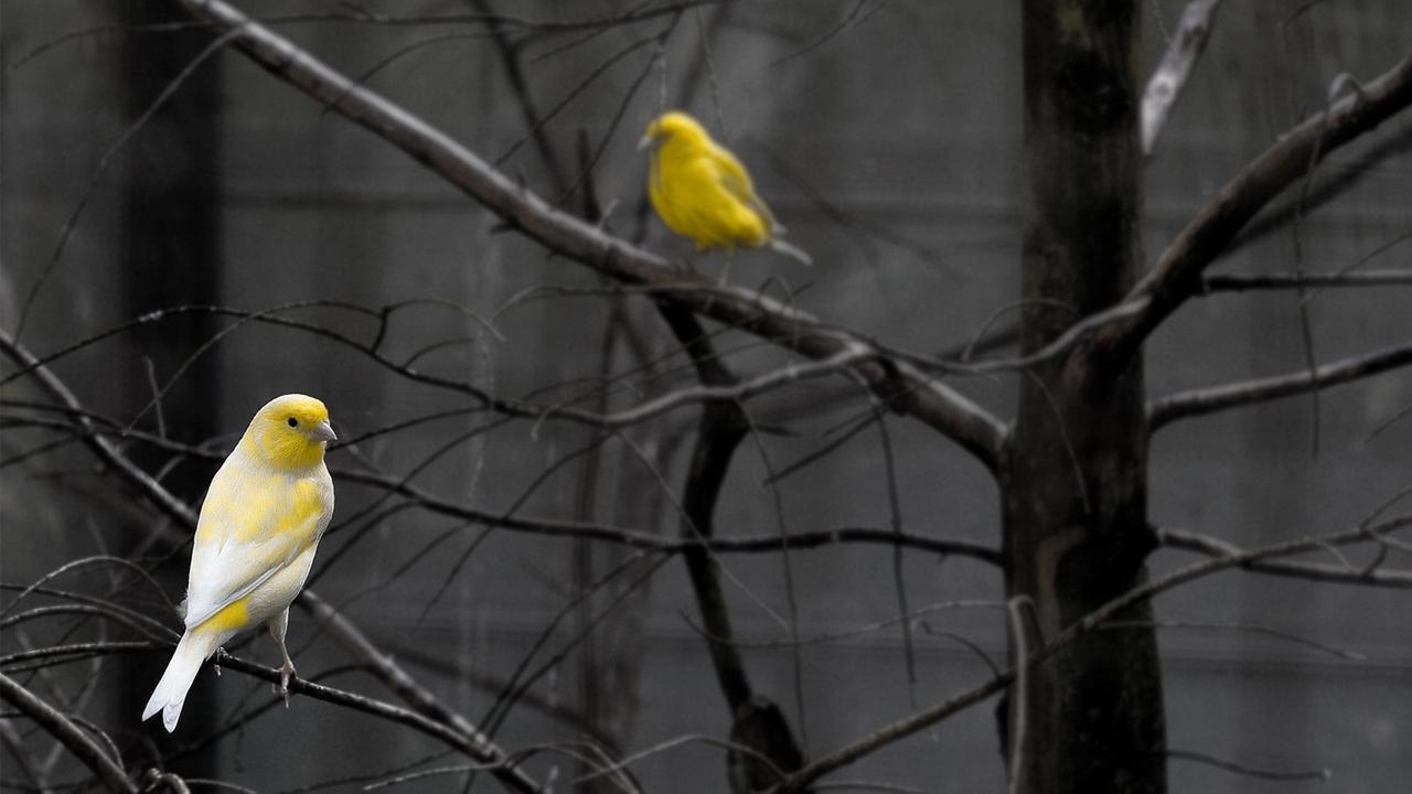 Eine Illustration zum Thema "Philosophie der Liebe", ein Vogelpaar sitzt auf Winterzweigen. Eine Illustration zum Thema "Philosophie der Liebe", ein Vogelpaar sitzt auf Winterzweigen.