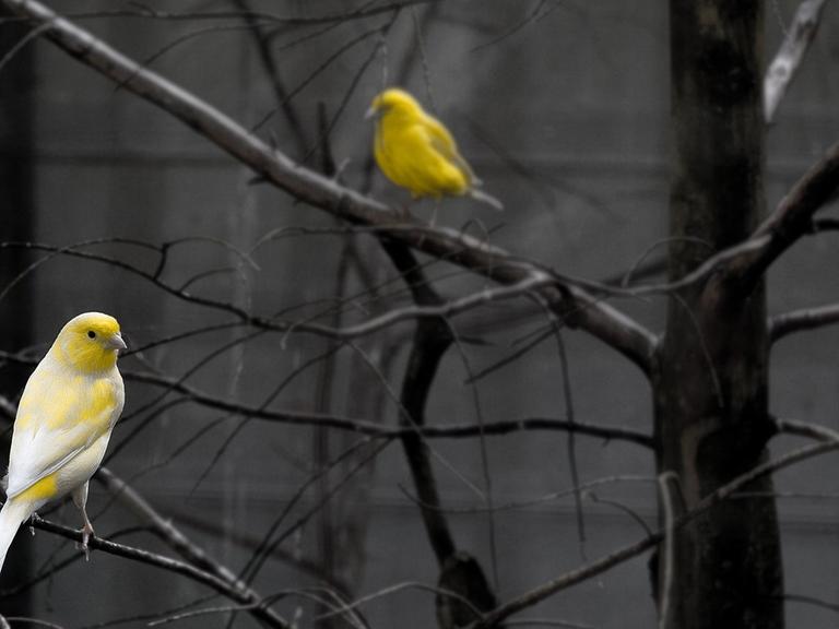 Eine Illustration zum Thema "Philosophie der Liebe", ein Vogelpaar sitzt auf Winterzweigen.