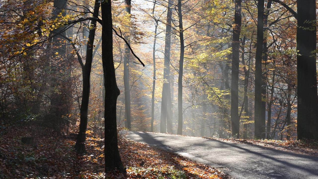 Blick in einen Wald. Blick in einen Wald.