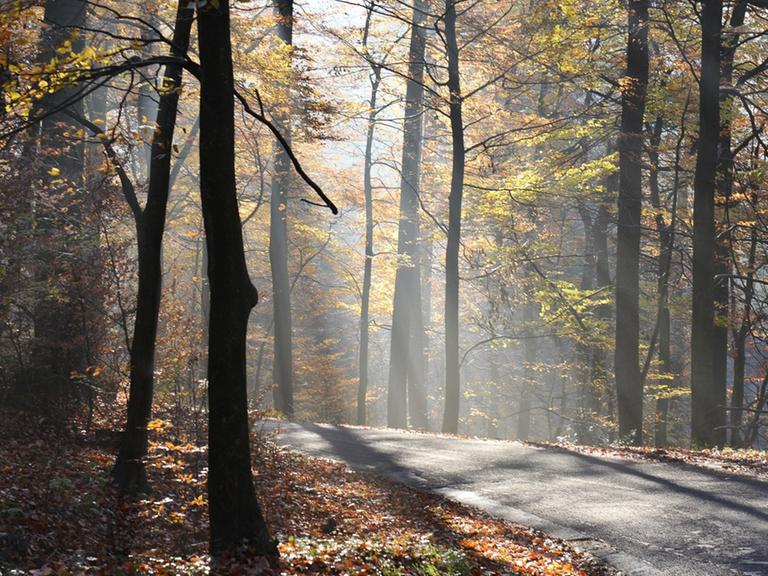 Novembernebel und erster Raureif verzaubern den Herbstwald im Sauerland auch in diesem Monat.