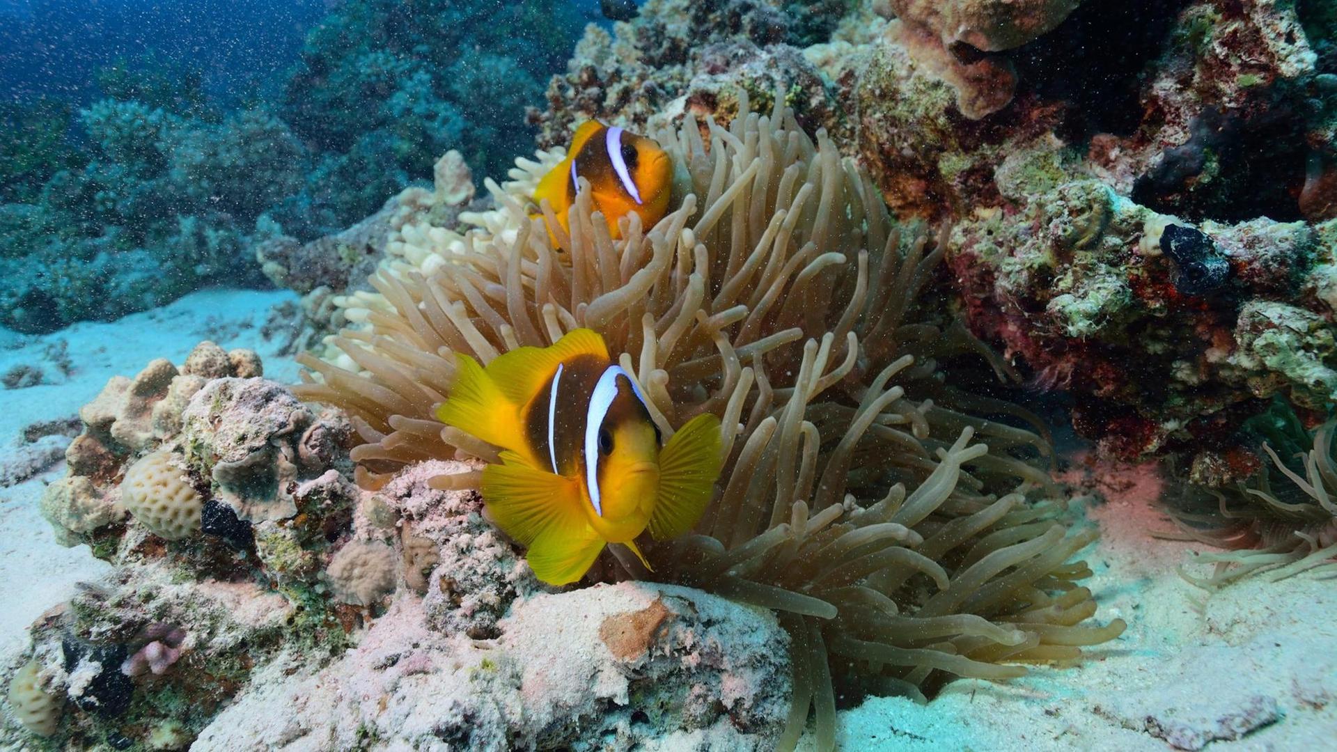 Anemonenfische (Amphiprion) - nach den beiden bekanntesten Arten häufig auch Clownfische genannt - sind eine in den Korallenriffen des tropischen Indopazifik vorkommende Gattung der Riffbarsche (Pomacentridae), die in enger Symbiose mit Seeanemonen lebt. (Foto von November 2013) | Verwendung weltweit